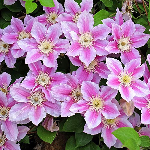 GardenersDream Clematis 'Piilu' - Kletterpflanzen Winterhart - Clematis Kletterpflanze Rosa-Weiß Zweifarbig - Climatispflanze für Garten Pflanzen - Ranken Pflanzen Mehrjährig GardenersDream Clematis 'Piilu' - Kletterpflanzen Winterhart - Clematis Kletterpflanze Rosa-Weiß Zweifarbig - Climatispflanze für Garten Pflanzen - Ranken Pflanzen Mehrjährig von GardenersDream
