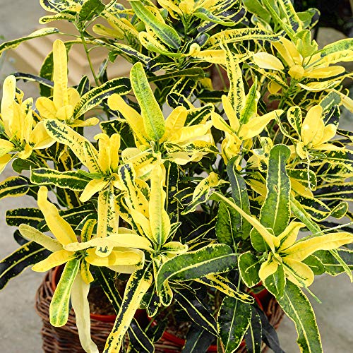 Codiaeum Sunny Star - Croton Wunderstrauch | Beste Zimmerpflanze (30-40 cm mit Topf) von GardenersDream