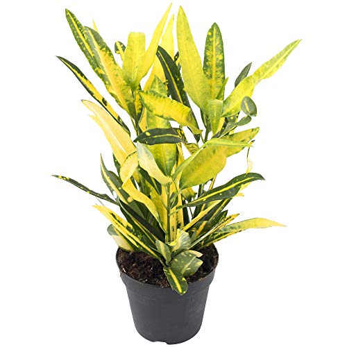 Codiaeum Sunny Star Kroton Wunderstrauch Pflanze für Zuhause oder Büro (30-40 cm mit Topf) von GardenersDream