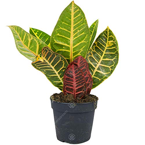 Codiaeum Variegatum Petra Kroton Wunderstrauch Zimmerpflanze im 13 cm Topf von GardenersDream