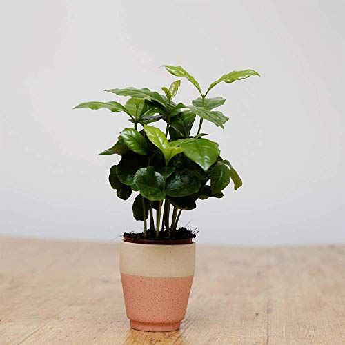Coffea Arabica Schöne Kaffeepflanze –Premium Zimmerpflanze im 13cm Topf von GardenersDream