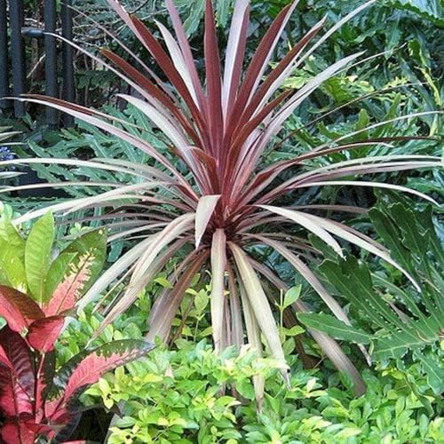 GardenersDream Cordyline Red Star 9 cm #1 von GardenersDream