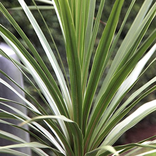 Cordyline australis Atlantisches Grün (9cm) von GardenersDream