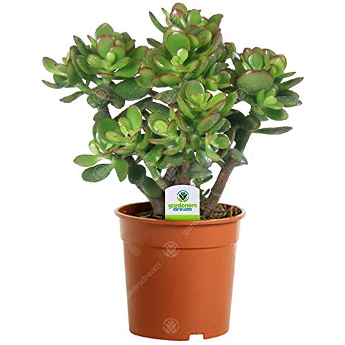 Crassula Ovata – 1 x Zimmerpflanze – Geldbaum im Topf für Zuhause oder Büro von GardenersDream