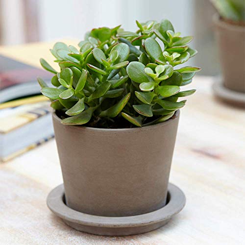 Crassula Ovata Geldbaum Dickblatt - Lebende Sukkulente Zimmerpflanze im 12 cm Topf von GardenersDream