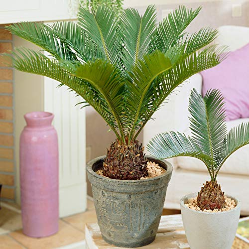 Cycas Revoluta | Sagopalmfarn 30 – 40 cm im Topf | Zimmerpflanzen zu Kaufen von GardenersDream