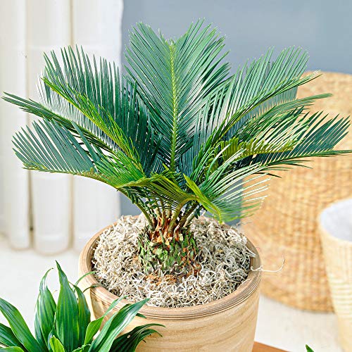 Cycas Revoluta - Sagopalmfarn | Zimmerpflanze Staude für Zuhause oder im Büro | 30-40 cm mit Topf von GardenersDream