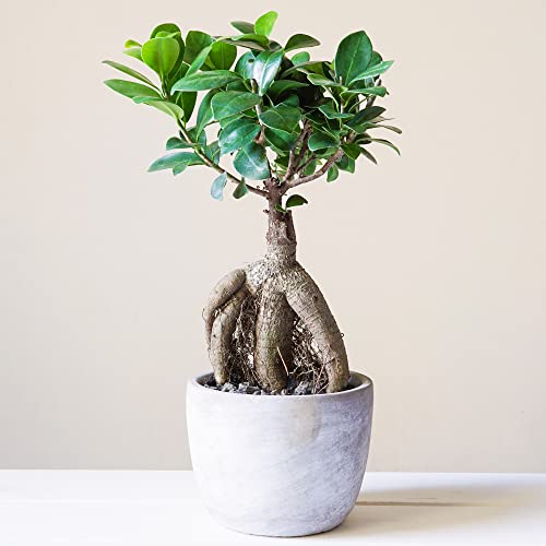 Dekorativer Bonsai für innen 'Ficus Ginseng' 12cm Topf lebende Pflanze für das Home Office von GardenersDream