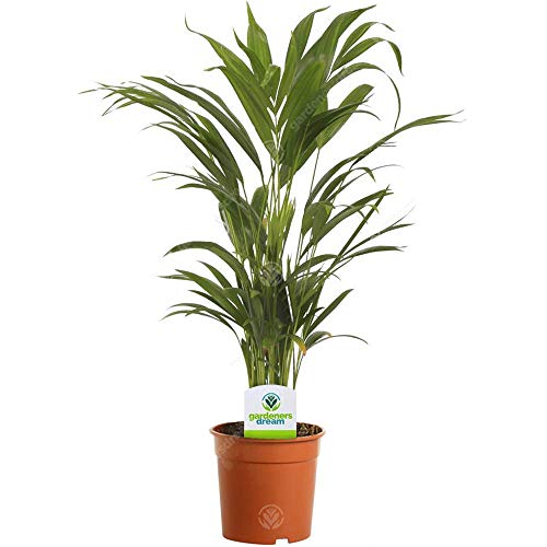 Dypsis Lutescens Areca Palme Tropische Topf-und Zimmerpflanze | 13cm Topf von GardenersDream