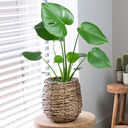 Einzigartige Monstera Fensterblatt Pflanze |Zimmerpflanze Beste Qualität | (40-50cm Incl. Topf) von GardenersDream