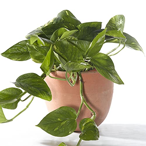 Epipremnum Aureum - Gemeiner-Efeu | Hängekorbpflanze | Tropische Zimmerpflanze von GardenersDream