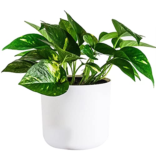 Epiremnum pinnatum Aureum | Gemeines-Efeu Zimmerpflanze mit 15cm Hängekorb von GardenersDream