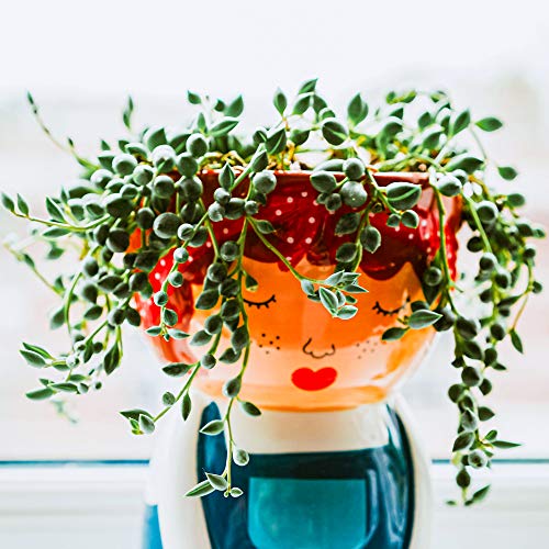 Erbsenpflanza - perlenkette | Innenbereich 20-30cm Topf-Sukkulente für Zuhause von GardenersDream