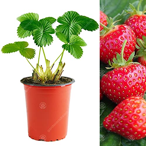 Gardeners Dream 'Hapil' Erdbeeren Pflanzen für Draußen - 10er Garten & Balkon Pflanzen Set im 9 cm Topf - Schnellwachsende Erdbeerpflanzen Mehrjährig Winterhart - Obst Hängeerdbeeren Pflanzen von GardenersDream