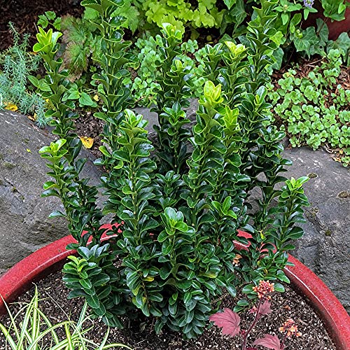 GardenersDream Euonymus 'Green Spire' - Immergrüne Pflanzen Winterhart Säulenform - Winterharte Kübelpflanzen - Gartenpflanzen Premium XXL Qualität von GardenersDream