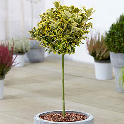 Euonymus Marieke Baum | Standardstamm Topfbaum für kleine Gärten & Beete | Gerader Lolli-Standardstamm Euonymus Marieke Baum | Standardstamm Topfbaum für kleine Gärten & Beete | Gerader Lolli-Standardstamm von GardenersDream