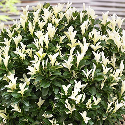 Euonymus Paloma Blanca - Japanische Spindel | Immergrüner Topfgartenstrauch von GardenersDream