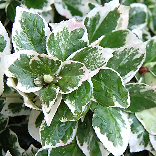 Euonymus fortunei 'Emerald Gaiety' Spindel Immergrüner Winterharter Strauch Topf Euonymus fortunei 'Emerald Gaiety' Spindel Immergrüner Winterharter Strauch Topf von GardenersDream
