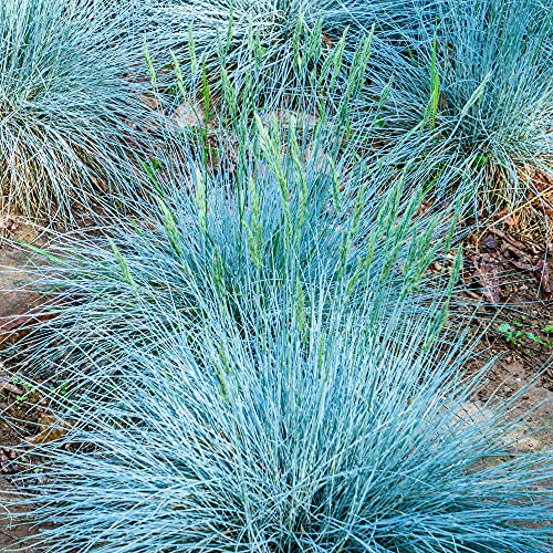 Farn Intense Blue | Immergrüne Gartengräser | Eingetopfte Strauchpflanze von GardenersDream