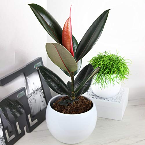 Ficus Abidjan - Gummibaum | Premium Immergrüne Zimmerpflanze | 30-40 cm mit Topf von GardenersDream