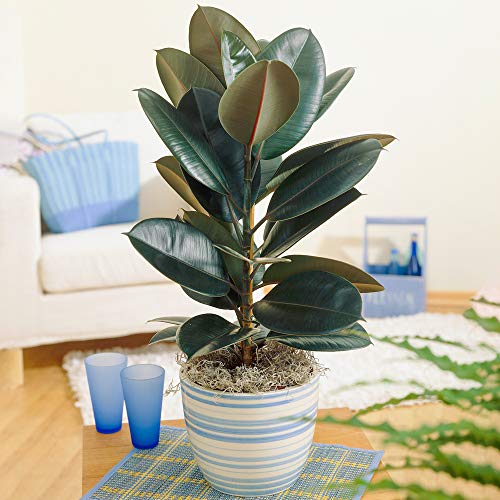 Ficus Abidjan Gummibaum | Zimmerpflanze zu Kaufen | (30-40 cm inkl. Topf) von GardenersDream