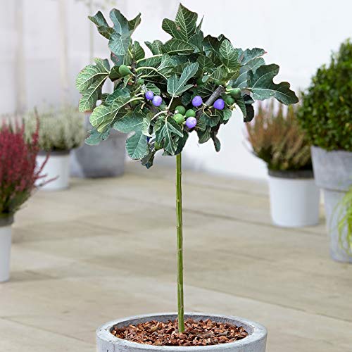 Ficus 'Brown Turkey' Baum | Sommergrün getopfter Feigenbäume für kleine Gärten und Beete (3L, 2-3 Fuß) von GardenersDream