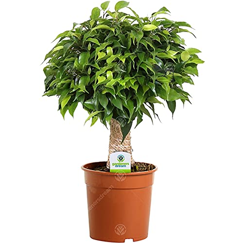 Ficus "Dark Green Kinky" - 1 Pflanze - Haus/Büro Indoor Baum 12cm Topf von GardenersDream