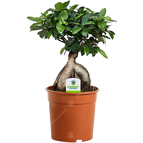 Ficus Ginseng - 1 Pflanze - Haus/Büro innen Pflanzenbaum im 12cm Topf von GardenersDream