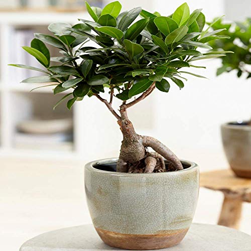 Ficus Ginseng dekorativer chinesischer Bonsai für innenräume lebende Hauspflanze im12cm Topf von GardenersDream