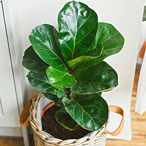 Ficus Lyrata - Geigenbeime | Haus oder Büro Pflanze Geschenk | 30-40cm getopft von GardenersDream