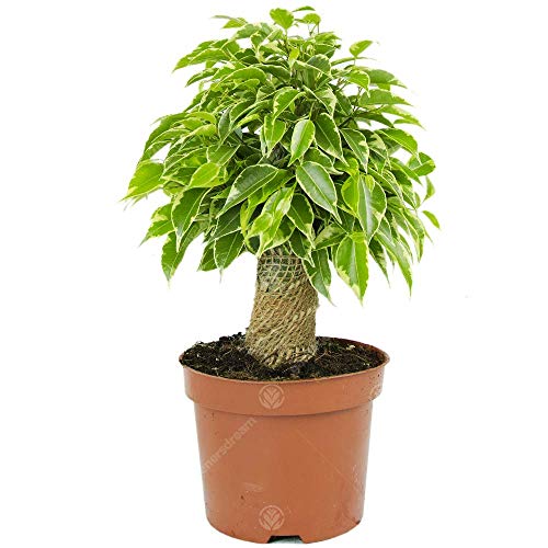 Ficus benjamina Birken-Feige Zimmerpflanze im 14cm Topf von GardenersDream