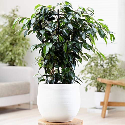 Gardener's Dream Ficus Benjamina Danielle - Birkenfeige Zimmerpflanze, Immergrün, echte Zimmerpflanzen, 30-40 cm luftreinigende große Pflanze, ideal für kleine Zimmer, Büro, Wohnzimmer von GardenersDream