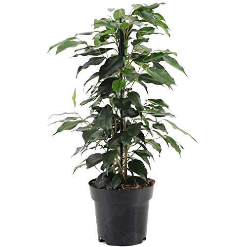 Ficus benjamina Danielle weinende Feigenpflanze für Zuhause oder das Büro (30-40cm mit Topf) von GardenersDream