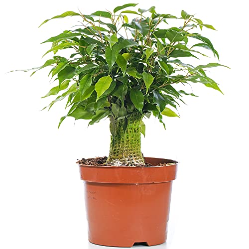 Ficus benjamina "Green Kinky" Biren-Feige Zimmerpflanze in 14cm Topf von GardenersDream