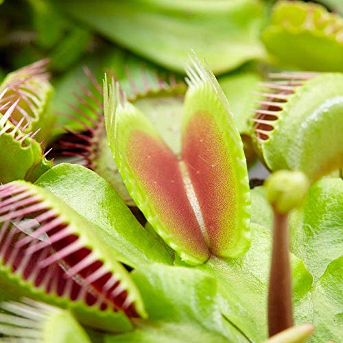 Fleischfressende Dionea tropische innen Raum Pflanze - Venus Fliegenfalle, wird im 9cm Topf geliefert von GardenersDream