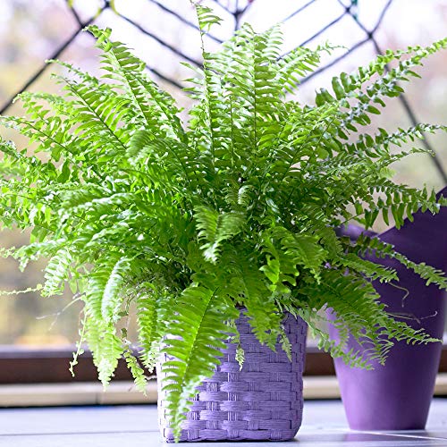 Frischer Schwertfarn | Luftreinigende 25-35 cm Zimmerpflanze im Topf | Pflanzengeschenk von GardenersDream