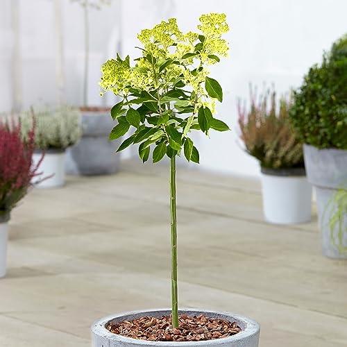 Gardener's Dream Hydrangea Magische Kerzen-Patio Baum - Immergrüne Zierbäume für Garten, Balkon oder als Terrassen Pflanzen, Winterhart, 70-80 cm (Inkl. Topf) von GardenersDream