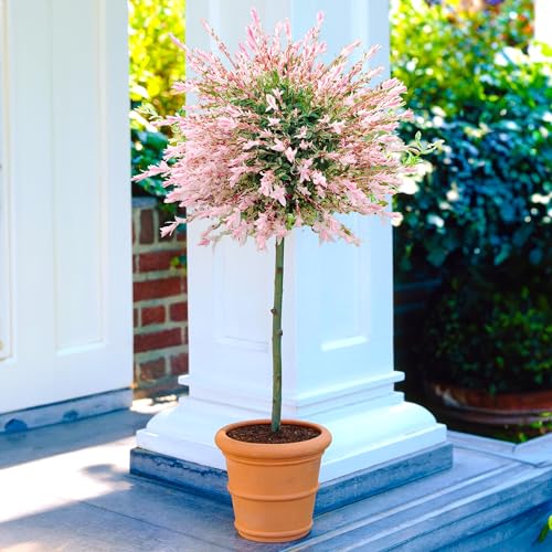 Gardener's Dream Salix Integra 'Hakuro Nishiki' Baum - Japanische Harlekinweide für Balkon, Garten & Terrasse, Winterhart, 1 x Hochstamm Bäumchen (60 cm), Winterharte Pflanzen für Garten von GardenersDream