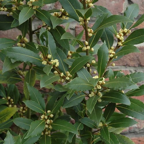 Gardener's Dream echter Lorbeerbaum (Laurus nobilis) - Gewürzlorbeer - Echter Lorbeer im Pflanzen-Topf, Immergrüne Pflanze, Kräuterpflanzen nur bedingt Winterhart, Größe: 20 bis 25 cm von GardenersDream