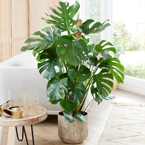 Gardener's Dream große Monstera Deliciosa Topf Pflanze - Fensterblatt Zimmerpflanze, immergrüne, luftreinigende Pflanzen, Größe inkl. Topf 60-70 cm, ideal für Büro, Badezimmer, Wohnzimmer etc. von GardenersDream