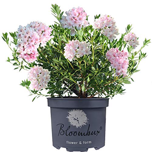 Gardeners Dream Bloombux Rhododendron Pflanze - Immergrüne Sträucher Winterhart - Rosa Blühende Winterharte Pflanzen für Garten, Balkon & Kübel - Garten Pflanzen Größe 50-50 cm (inkl. Topf) von GardenersDream