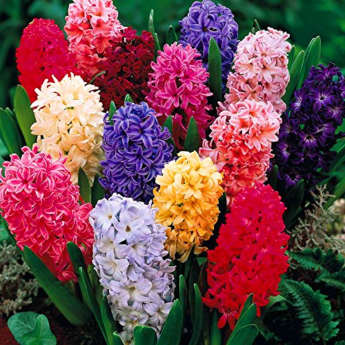 Gardeners Dream Hyazinthen Zwiebeln Frühblüher Mix (150 Stk.) - Hyacinthus 'Orientalis' Blumenzwiebeln Mehrjährig Winterhart - Weiß, Rosa, Blau & Hellblau Blumenzwiebeln Frühling Stauden Mix von GardenersDream