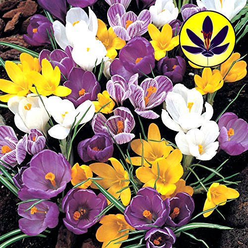Gardeners Dream Krokusse Blumenzwiebeln Mehrjährig Winterhart Mix (200 Stk.) - Krokus Zwiebeln zum Pflanzen - Blau, Lila, Gestreift, Weiß & Gelb - Blumenzwiebeln Frühblüher Mix für Draußen von GardenersDream