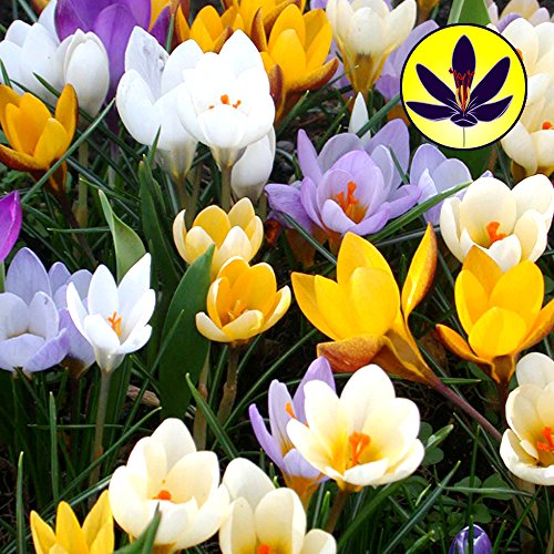 Gardeners Dream Krokusse Zwiebeln Winterhart Mehrjährig Mix (500 Stk.) - Farbenfrohe Krokus-Arten Mischung - Krokus Zwiebeln zum Pflanzen - Blumenzwiebeln Frühblüher Mix - Frühblüher Zwiebeln von GardenersDream