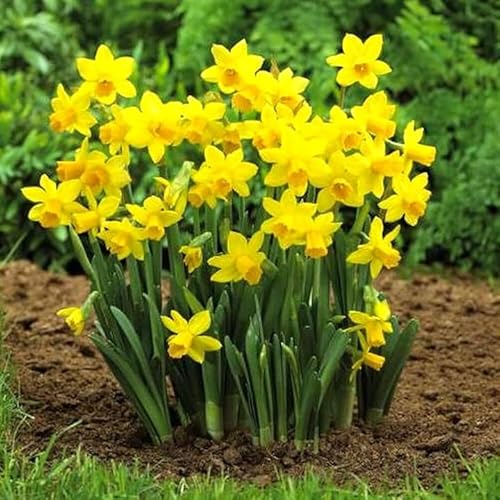 Gardeners Dream Mini Narzissen Zwiebeln 'Tete-A-Tete' (200 Stk.) - Blumenzwiebeln Mehrjährig Winterhart Frühblüher - Osterglocken Blumenzwiebeln für den Pflanzen Garten und als Balkon Pflanzen von GardenersDream