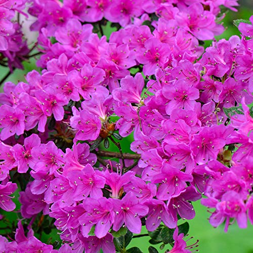 Gardeners Dream Purple Azalee (1 Stk.) - Japanische Rhododendron Pflanze - Immergrüne Azalee Winterhart - Mehrjährig Blühende Winterharte Pflanzen für Garten im Topf - Winterharte Kübelpflanzen von GardenersDream