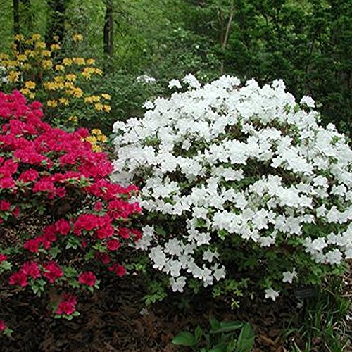 Gardeners Dream Weiße Azalee (1 Stk.) – Japanische Rhododendron-Pflanze – Immergrüne Azalee, winterhart – mehrjährige, blühende, winterharte Topfgartenpflanzen – winterharte Kübelpflanzen von GardenersDream