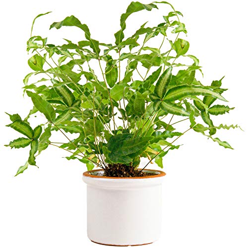 1 x Pteris Albolineata | Premium Panaschierter Farn Pflanze Geschenk | 25-35 cm mit Topf von GardenersDream
