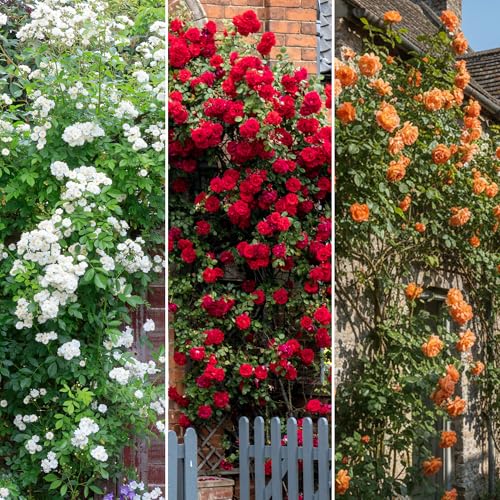 GardenersDream 3X Kletterrosen Pflanzen – Orange, Rote und Weiße Sorten Blühende Sträucher - Rosenkletterer für Wände, Zäune und Garten von GardenersDream