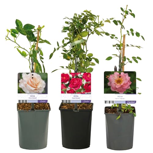 GardenersDream 3X Rosenpflanzen im Topf – Royal Queen, Snow Queen und Salmon Queen – Pflegeleichte Gartensträucher für Beete, Terrassen und Pflanzgefäße von GardenersDream